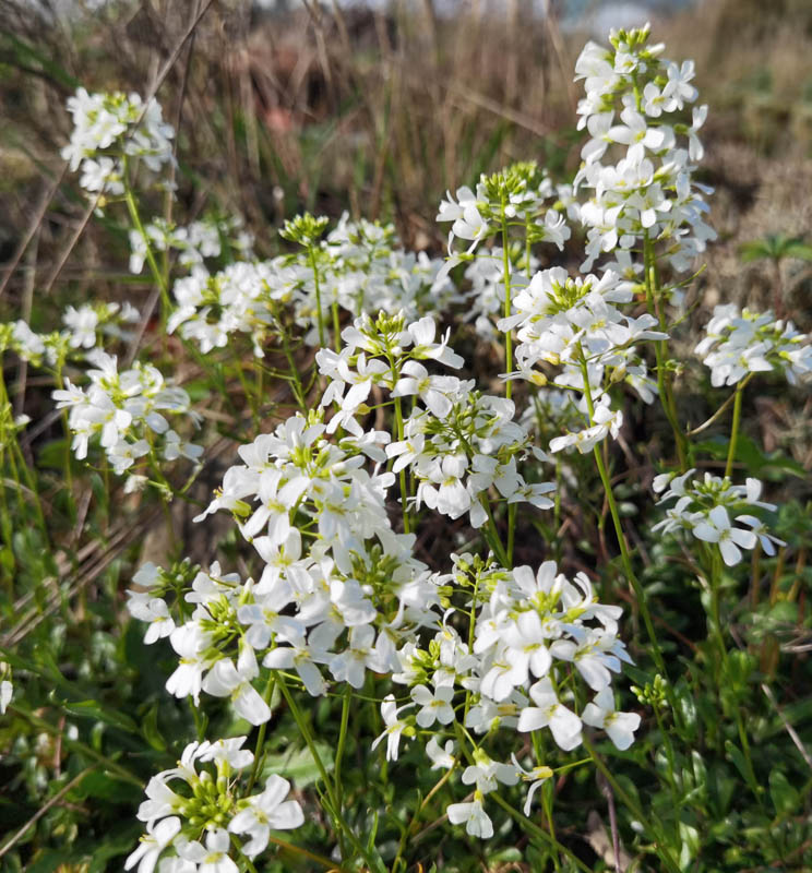 Arabis ferdinandi-coburgii